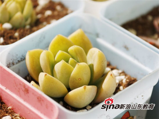 问鼎网页版登录入口举办第七届全国大学生绿植领养活动：有种青年 为爱发声